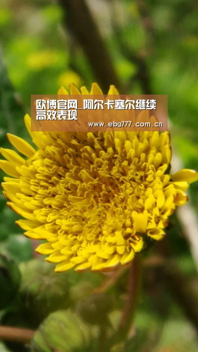 欧博官网_阿尔卡塞尔继续高效表现(图2) 欧博官方平台