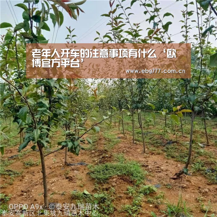 老年人开车的注意事项有什么‘欧博官方平台’(图1) 欧博官网